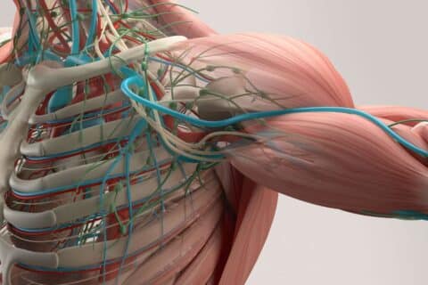 Anatomia Detalhada dos Músculos do Membro Superior