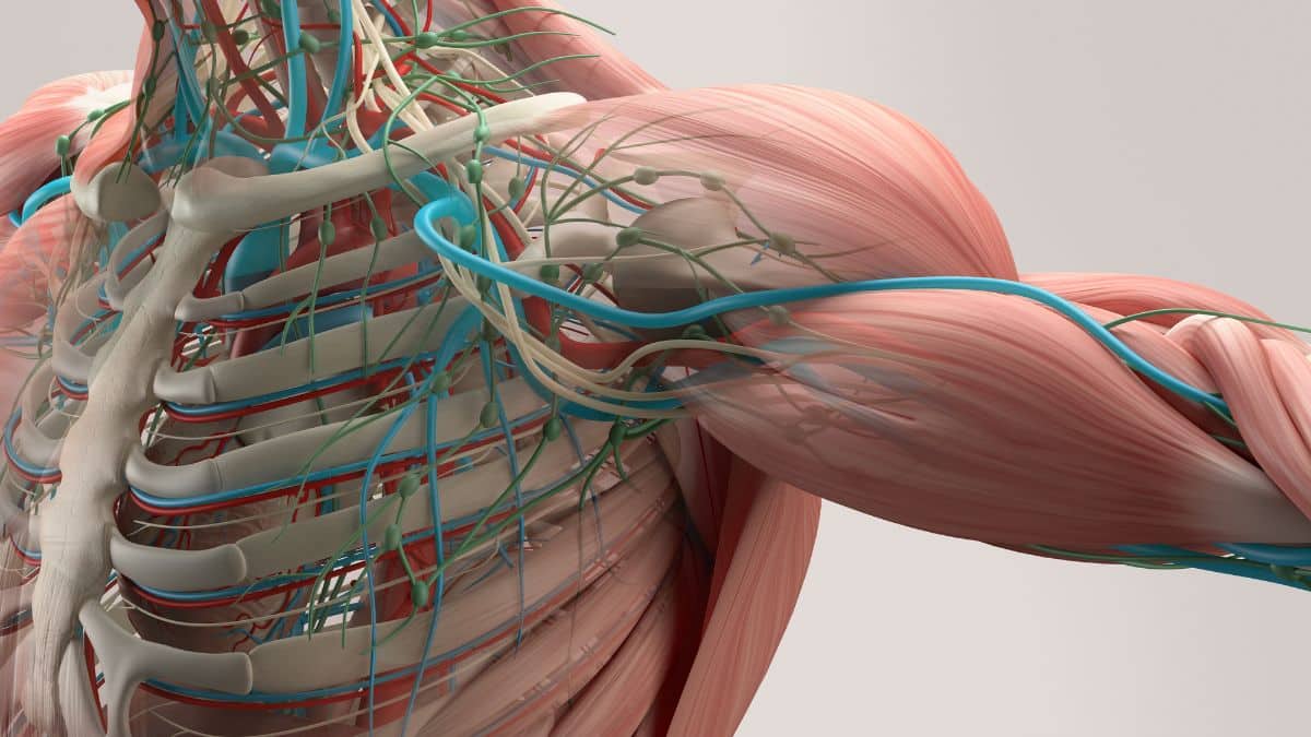Anatomia Detalhada dos Músculos do Membro Superior