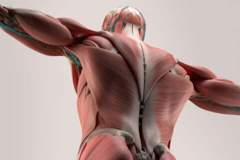 Anatomia Sistema Muscular