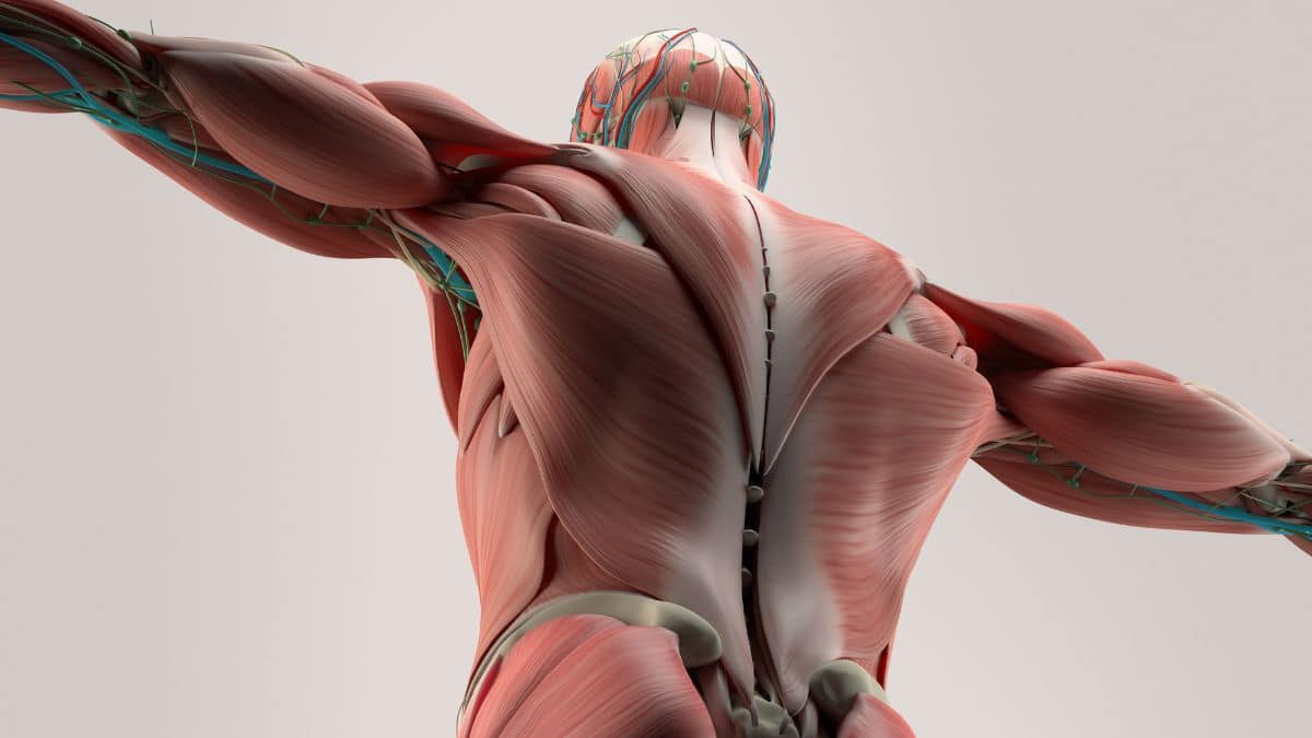 Anatomia Sistema Muscular