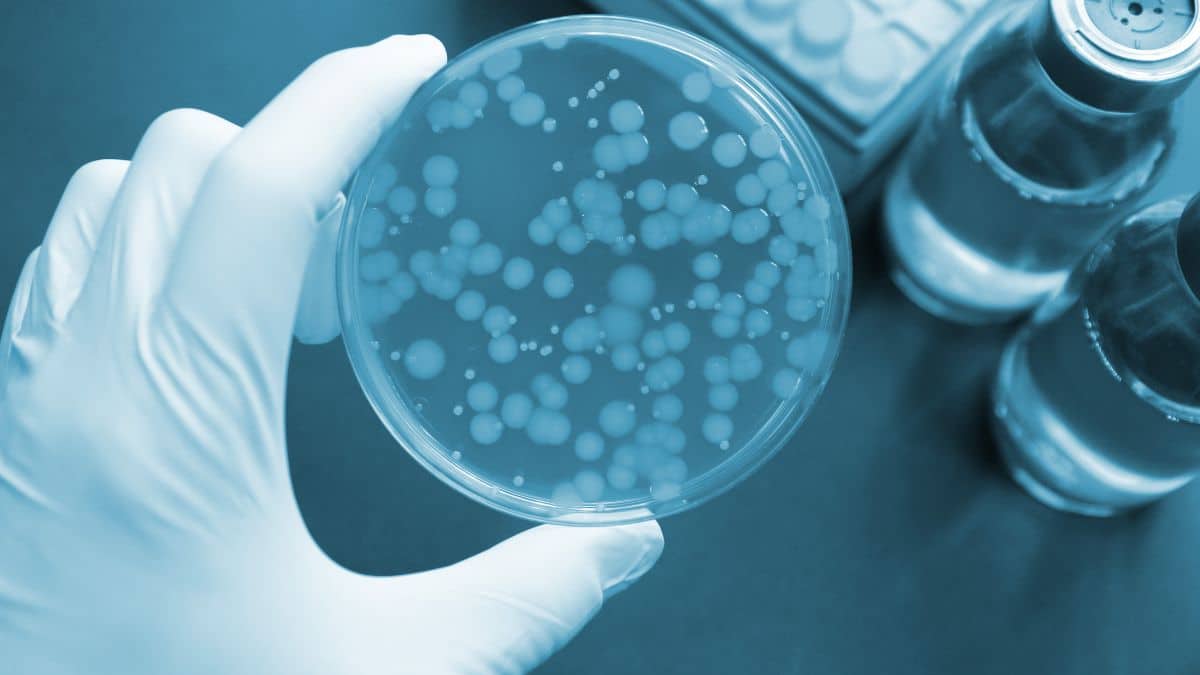 Doenças causadas por Bactérias