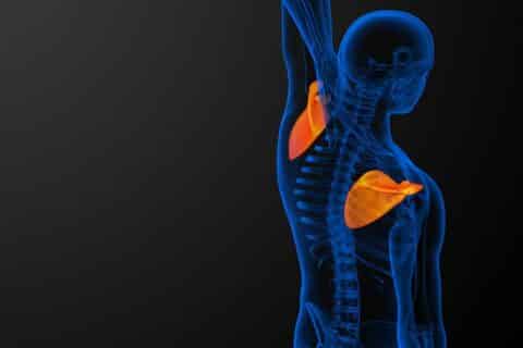 Escápula Anatomia e Estrutura Detalhada