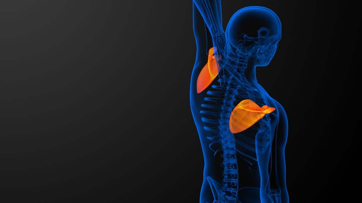 Escápula Anatomia e Estrutura Detalhada