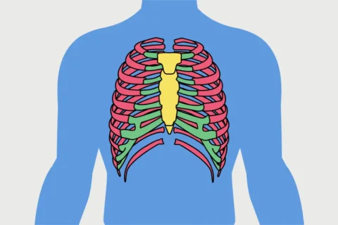 Esterno Anatomia e Estrutura Detalhada