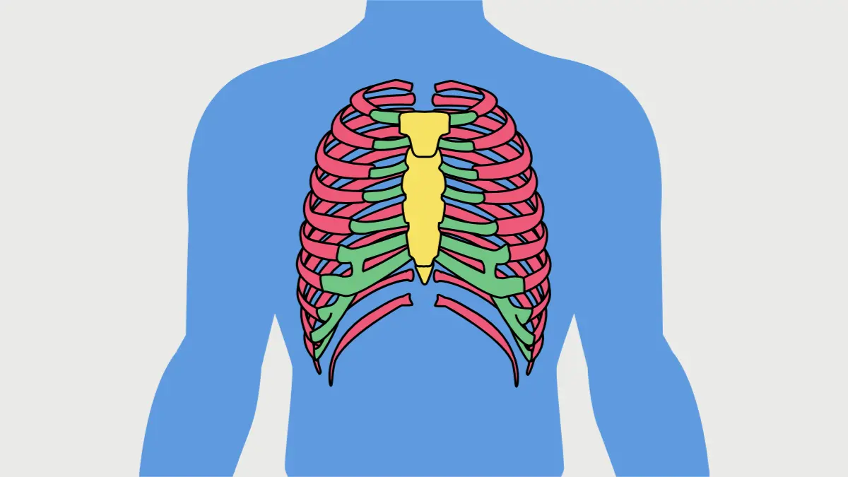 Esterno Anatomia e Estrutura Detalhada
