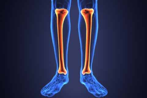Fíbula: Estrutura, função e anatomia detalhada
