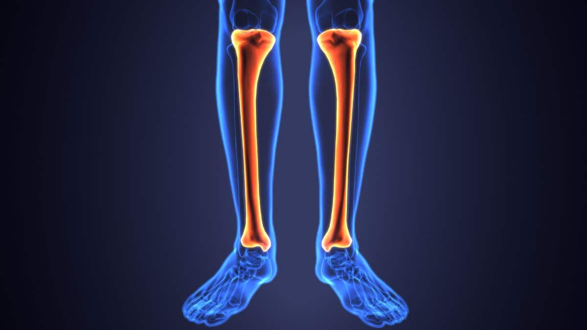Fíbula: Estrutura, função e anatomia detalhada