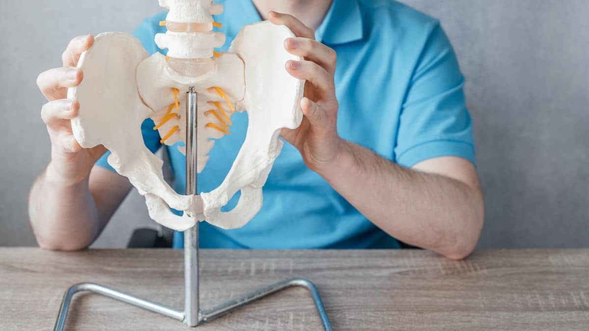 Ilí­aco membro inferior: Estrutura e Funções