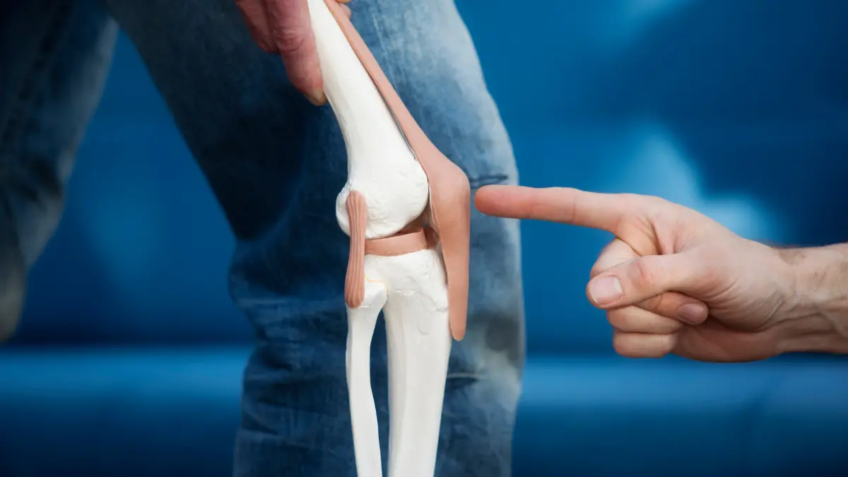 Patela Anatomia e Funções