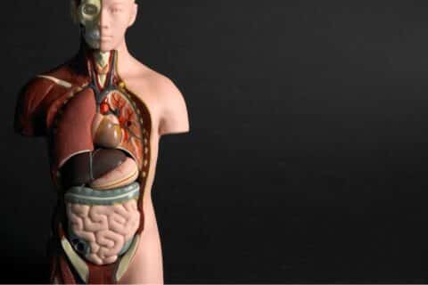 Tíbia: Anatomia Detalhada