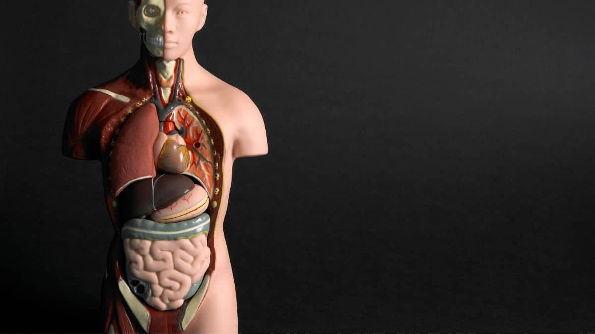 Tíbia: Anatomia Detalhada
