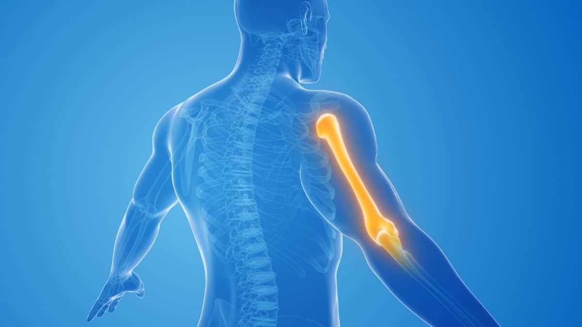 Úmero: Anatomia e Estrutura Detalhada