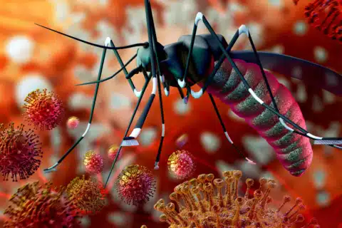 Diagnóstico diferencial Dengue, Zika e Chikungunya