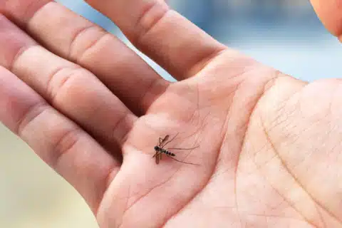 O que é Zika Vírus e quais as suas causas, sintomas, tratamento