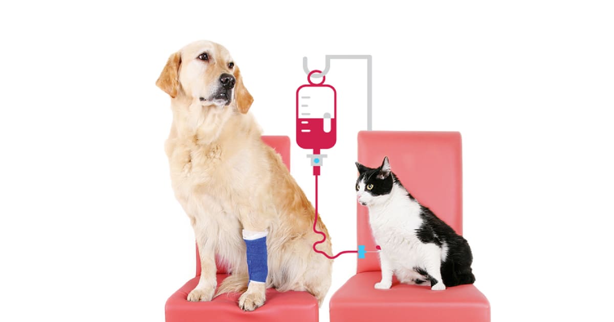 Transfusão de sangue pode ser feita em cães e gatos