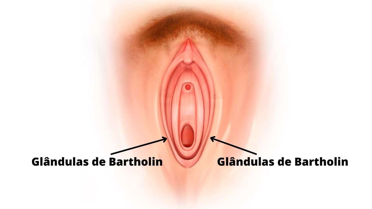 Glândulas de Bartholin