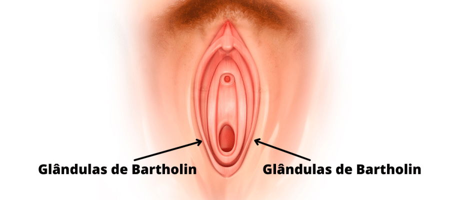 Glândulas de Bartholin