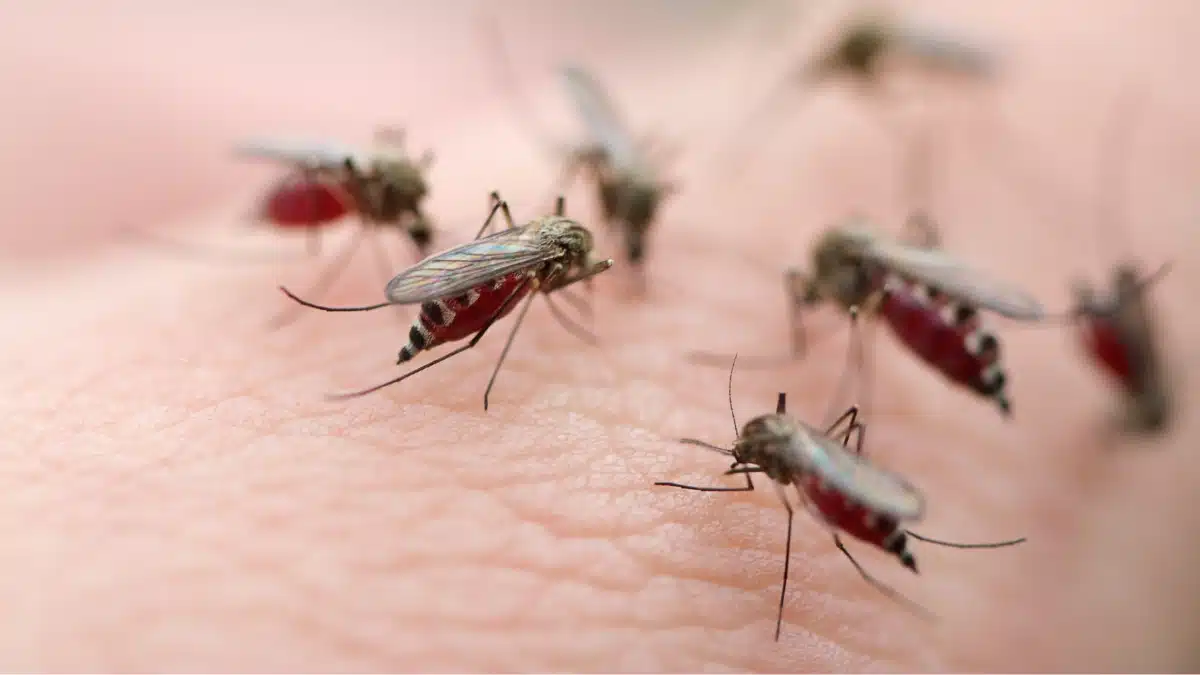 Diferença de Dengue Chikungunya e Zika