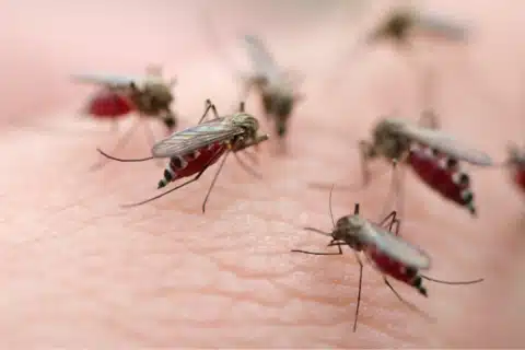 Diferença de Dengue Chikungunya e Zika