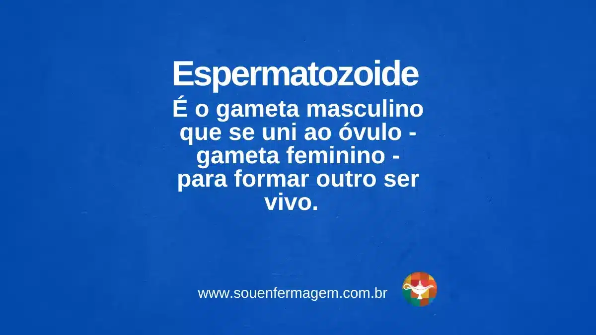 espermatozoide