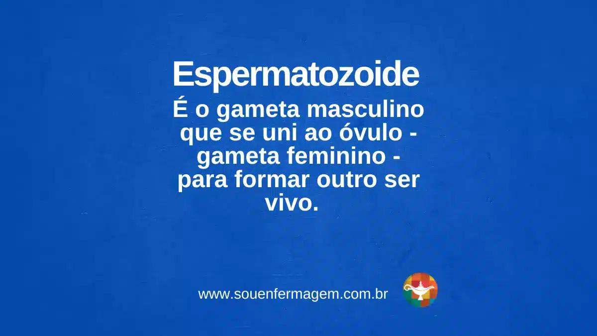 espermatozoide