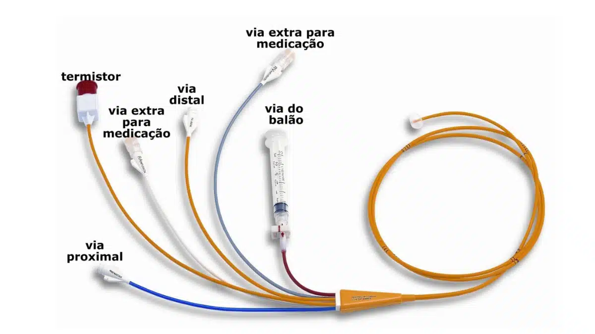 Função pulmonar em morsas - WeZooIt