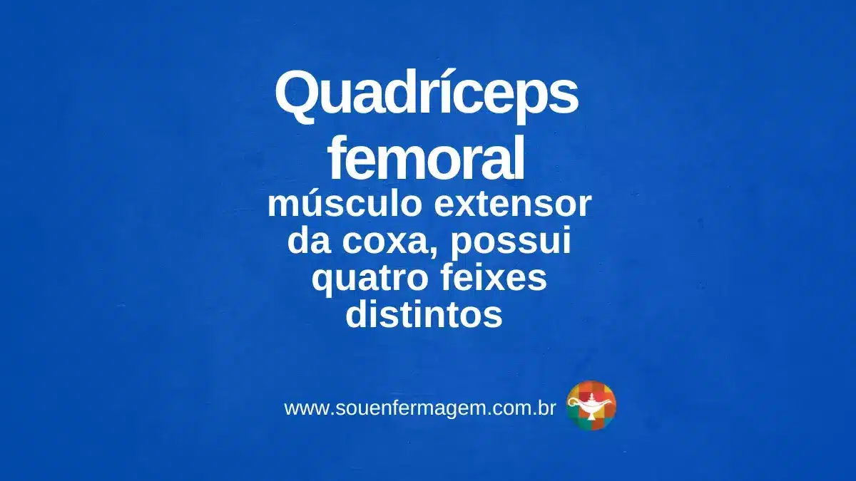 Quadríceps femoral - Letra Q