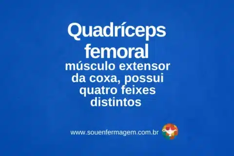 Quadríceps femoral - Letra Q