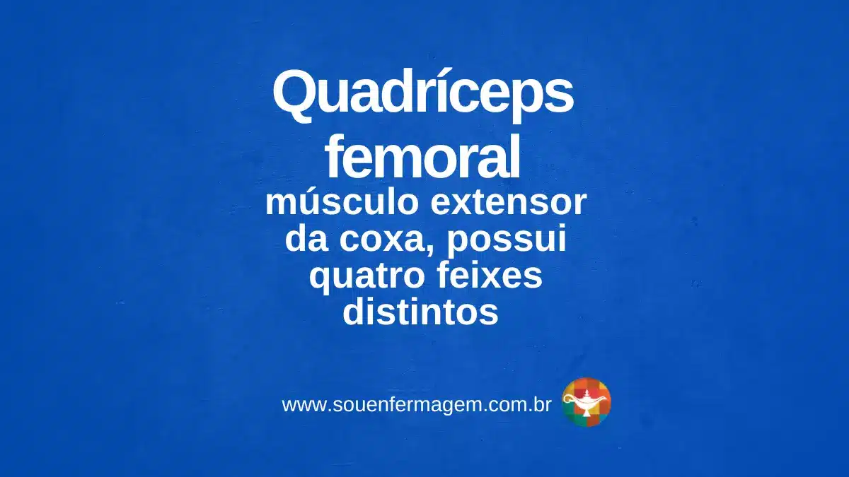 Quadríceps femoral - Letra Q