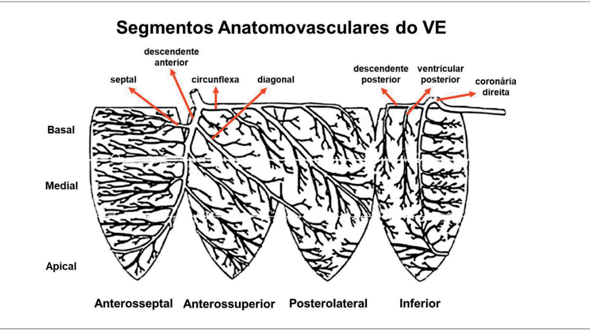 Figura 8.1 – Correlação entre artéria envolvida e parede/segmento ventricular (modificado de Selvester RH et al.)