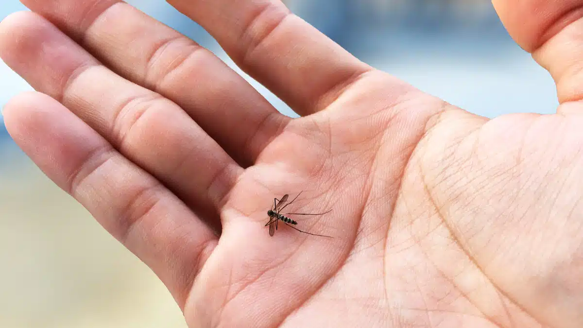 SESA Paraná divulga nota sobre Chikungunya