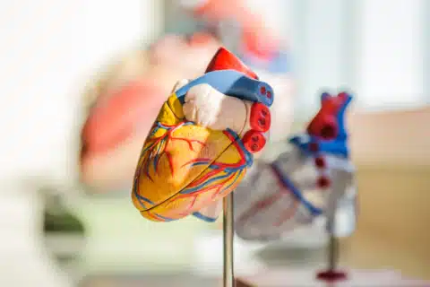 Conceitos básicos de anatomia e fisiologia cardíaca