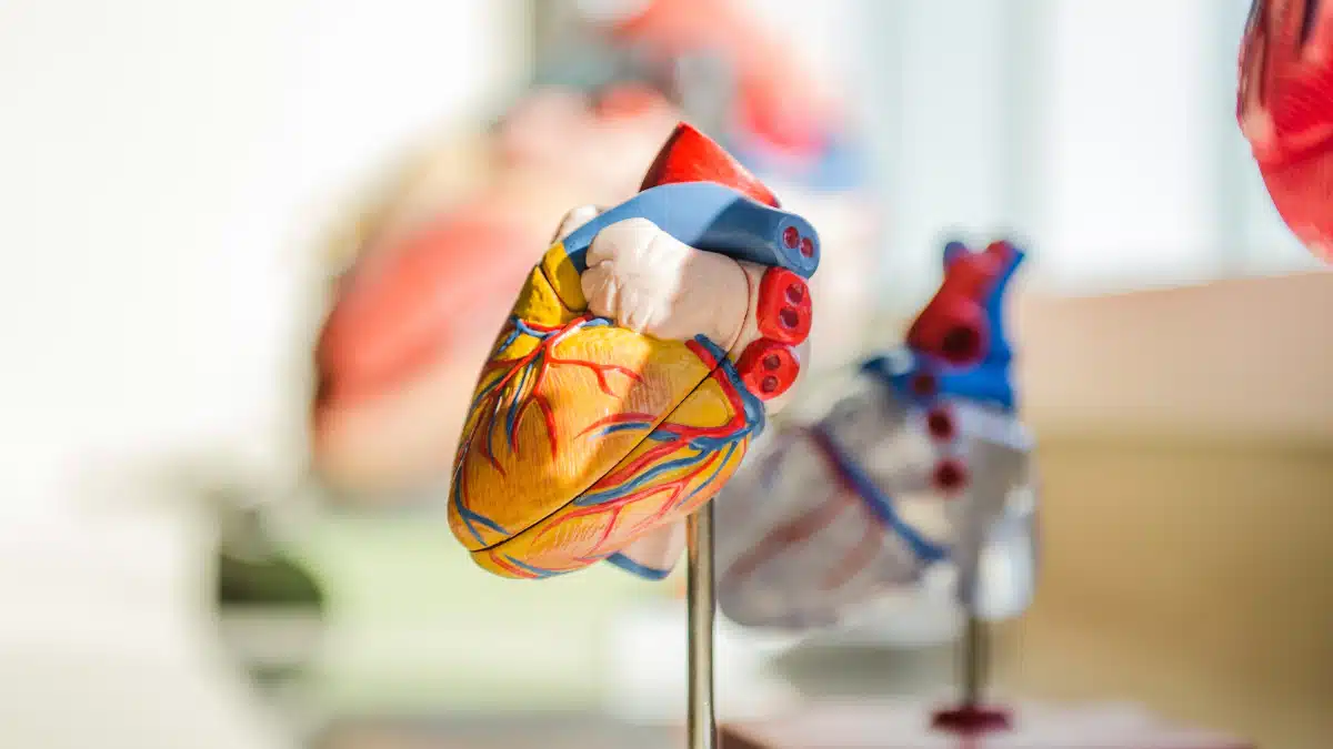 Conceitos básicos de anatomia e fisiologia cardíaca