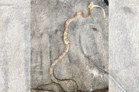 Adolescente-é-socorrido-após-picada-de-cobra-em-SC