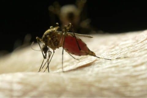 Dengue em São Paulo: 17 mortes confirmadas nos primeiros 28 dias do ano