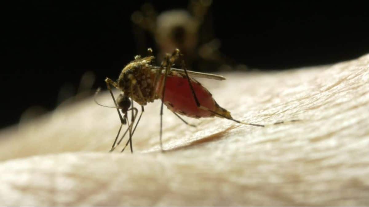 Dengue em São Paulo: 17 mortes confirmadas nos primeiros 28 dias do ano