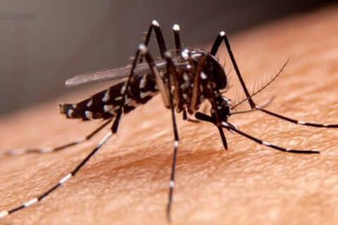 Estado do Rio de Janeiro registra 810 casos de Dengue nas primeiras semanas de 2025