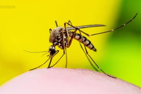 Febre-Amarela Sintomas, riscos e a importância de estar imunizado