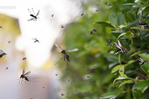Minas Gerais adota tecnologia de ponta no combate à Dengue