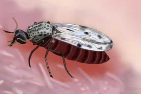 Nova representação visual do Culicoides Paraensis Avanço no combate à desinformação sobre o Oropouche