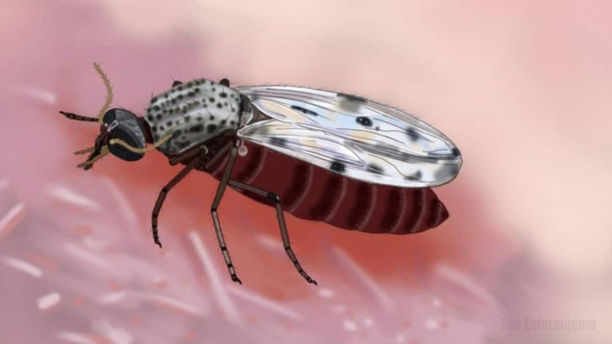 Nova representação visual do Culicoides Paraensis Avanço no combate à desinformação sobre o Oropouche