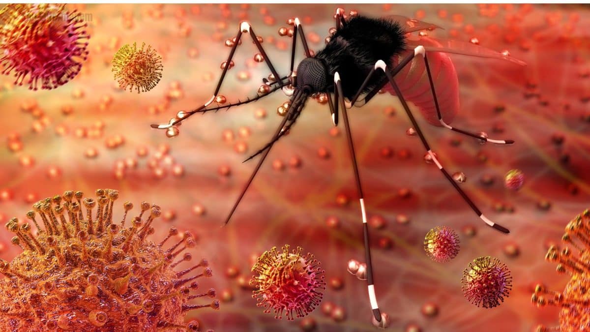 Pesquisa revela como Zika transforma pele humana em atrativo para mosquitos
