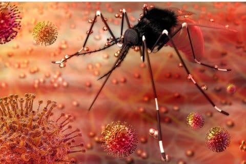 Pesquisa revela como Zika transforma pele humana em atrativo para mosquitos