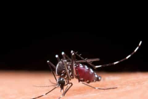 São Paulo registra novo caso de Febre Amarela e alerta para a necessidade de vacinação