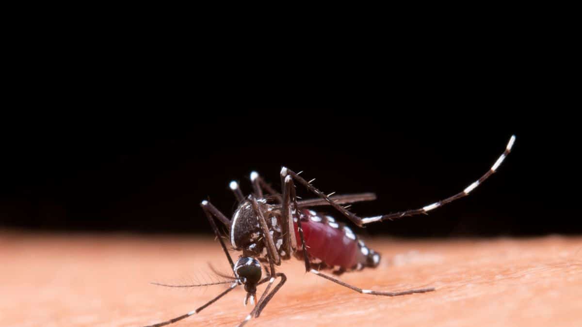 São Paulo registra novo caso de Febre Amarela e alerta para a necessidade de vacinação