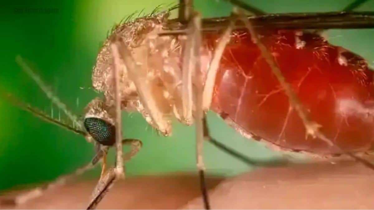 Surto de febre Oropouche alerta o Brasil