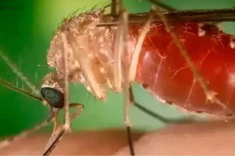 Surto de febre Oropouche alerta o Brasil
