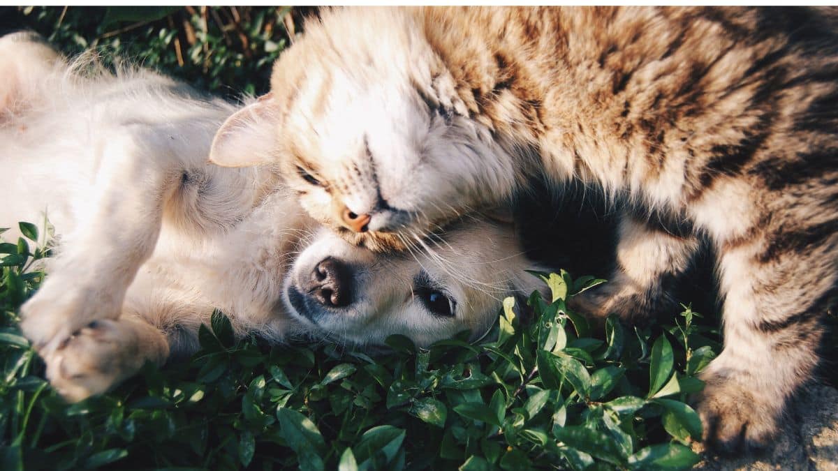 Vacinação de animais domésticos é crucial para prevenir raiva humana