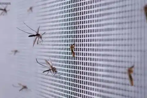 Alerta-da-OPAS-Risco-de-surtos-de-Dengue-tipo-3-ameaça-as-Américas