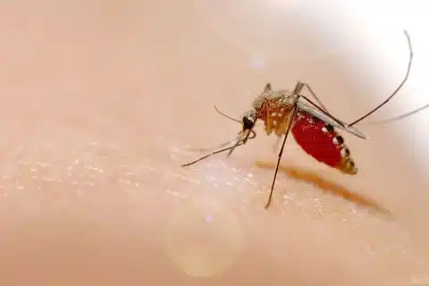 Ampliação-da-vacinação-contra-dengue-busca-evitar-desperdício-de-doses